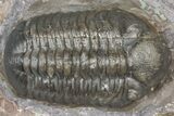 Colorful Austerops Trilobite Fossil - Jorf, Morocco #362855-2